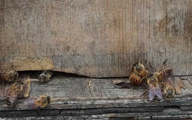 新手蜜蜂秋繁怎樣養(yǎng)蜂（蜜蜂秋繁技術及注意事項）