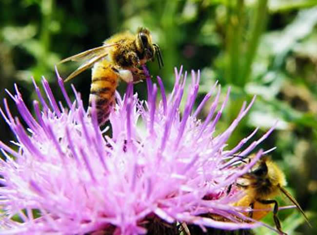 【蜜蜂養(yǎng)殖】投資2萬養(yǎng)蜜蜂利潤多少？