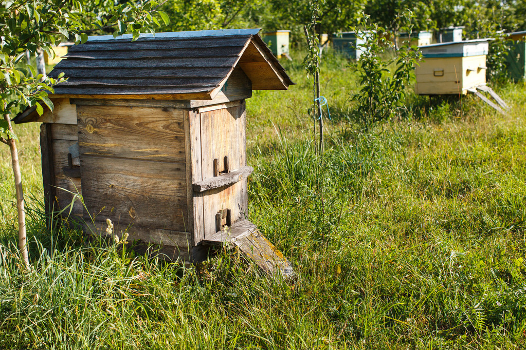 松丹一號春繁特點（中蜂群春繁的劃分與發展初期的特征）