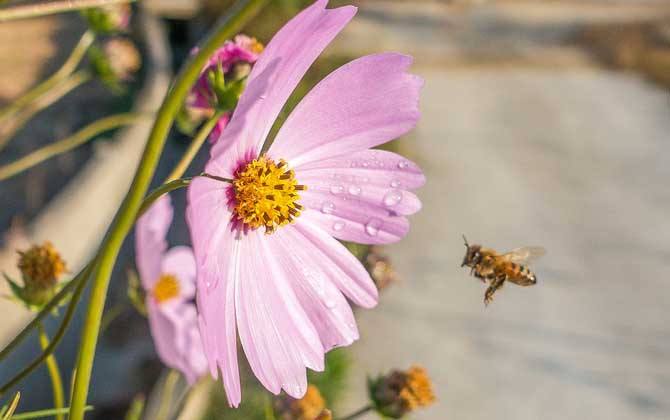 怎樣吸引偵查蜂？