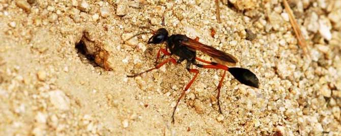 細(xì)腰蜂是益蟲還是害蟲（細(xì)腰蜂有是危害）