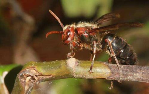 中國大虎頭蜂冬眠嗎（大虎頭蜂什么時候冬眠）