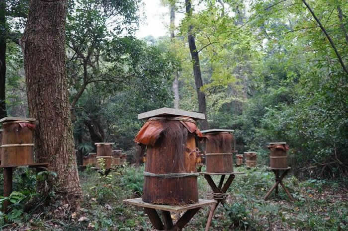 新蜂箱過箱怎么處理？