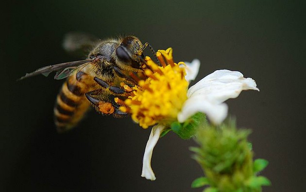 夏季養(yǎng)蜂怎么遮陰（夏季養(yǎng)蜂應該要注意什么）