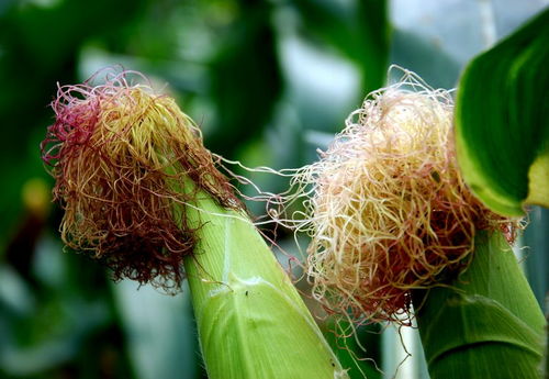 蜜蜂采集玉米花粉有蜜嗎？(玉米產花粉還是花蜜)