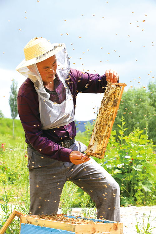 成立養蜂合作社需要什么條件（農村養蜂合作社申請條件需要什么材料）