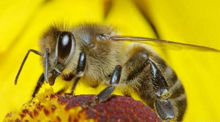 阿壩中蜂冬季管理方法（中蜂越冬應該采取的措施）