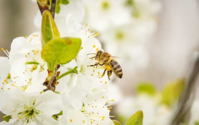 養蜂覆布怎么用？