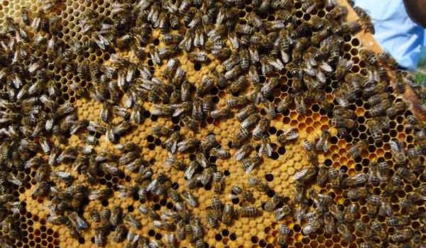 【蜜蜂知識】東北黑蜂的盜性強(qiáng)嗎？