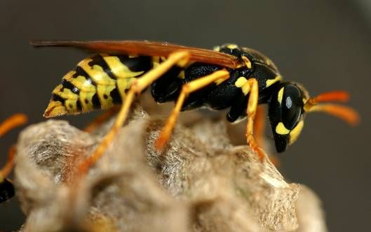 被馬蜂蟄了有潛伏期嗎？會不會有后遺癥？