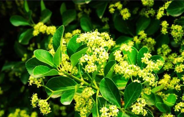 自己能種植的蜜源植物（蜜源植物大全）