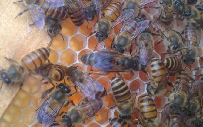 介王多久才放出來(lái)蜂王（介王一般幾天可以放王）