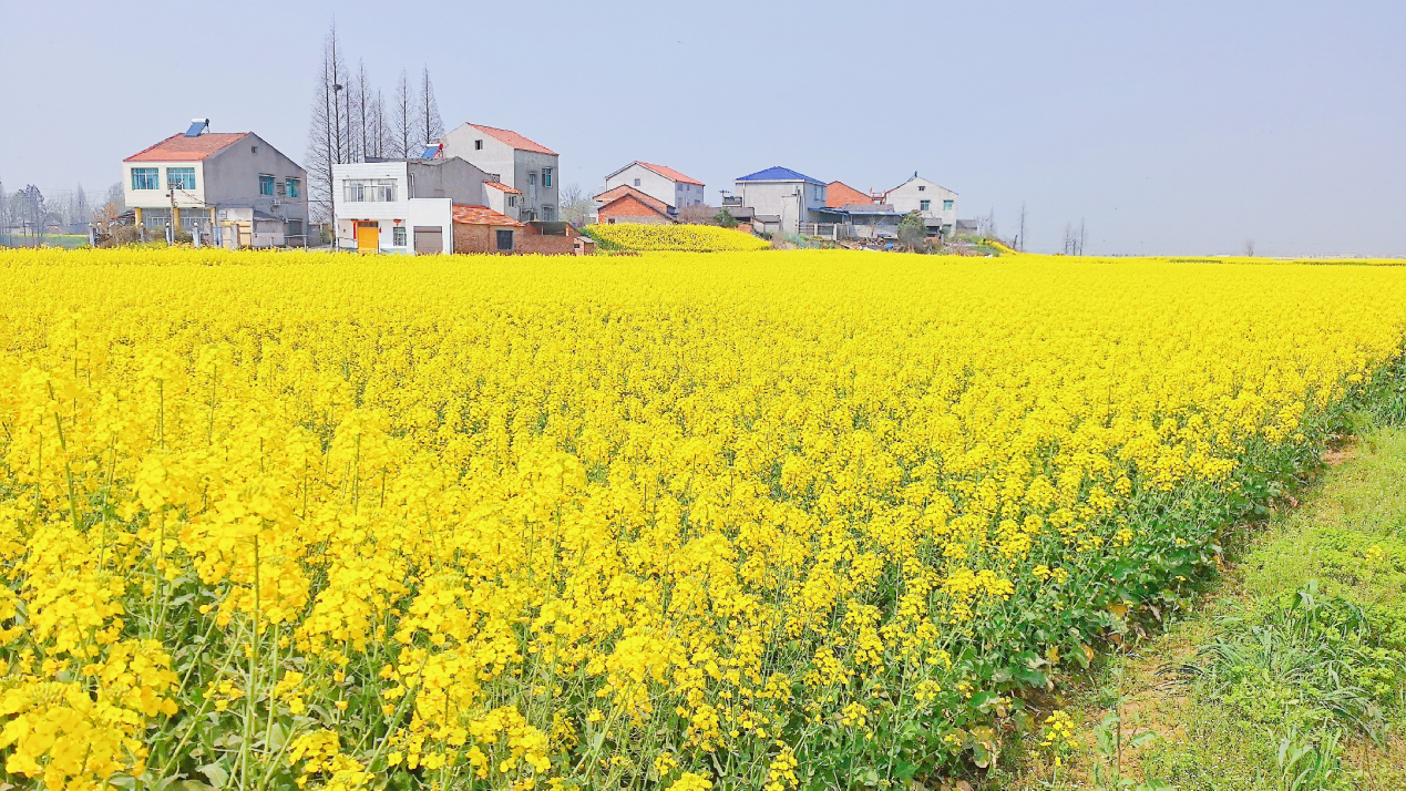 蜜蜂養殖過程中的粉源植物有哪些（這些常見的春繁粉源）