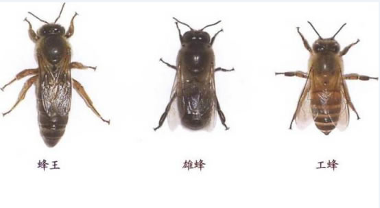蜂王長什么樣子？(罕見的蜂王樣子)