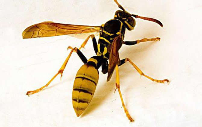 馬蜂(胡蜂)可不可以采蜜和釀蜜？(馬蜂和蜜蜂有什么不同)