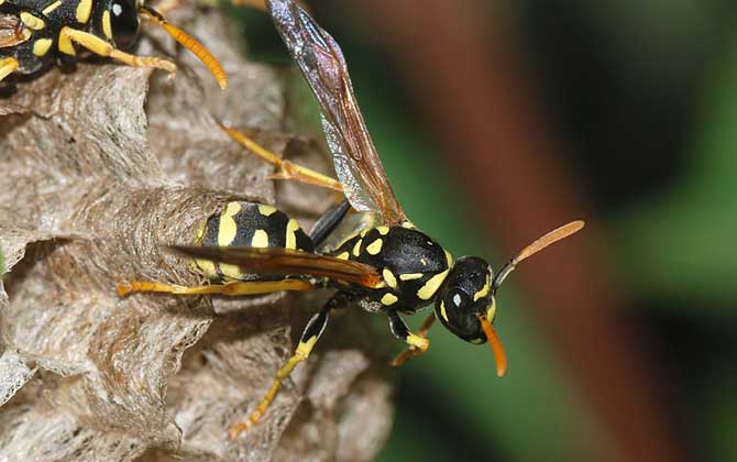 晚上捅完馬蜂窩馬蜂去哪了（把馬蜂窩捅了馬蜂還會(huì)回來(lái)么）
