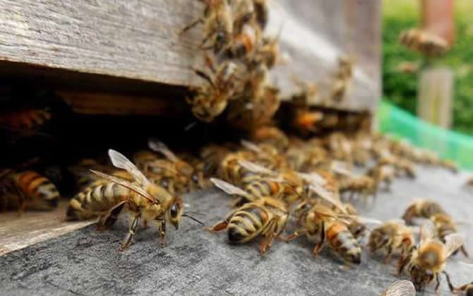 什么是盜蜂？