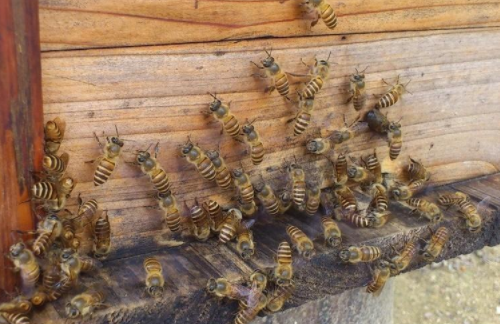 中蜂養(yǎng)殖場地的選擇（養(yǎng)蜂需要什么樣的場地）