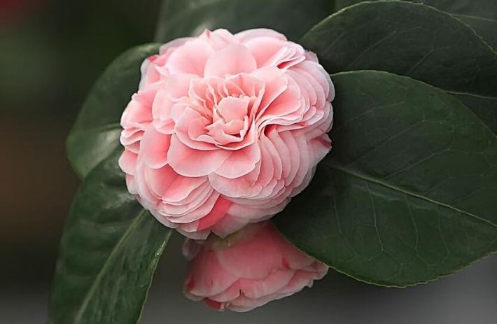 山茶花什么時候開花（山茶花的開花時間和周期）