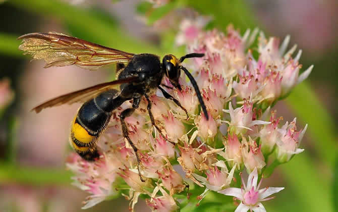 馬蜂雄蜂會蟄人嗎？