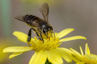 哪里購買松丹一號(hào)蜂王（哪里買的中蜂蜂王最好）