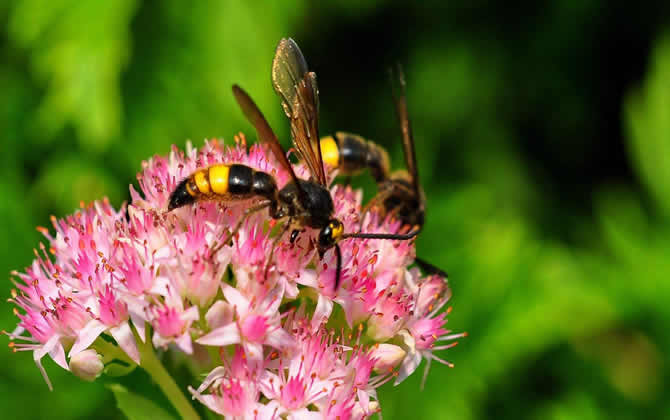 馬蜂在家筑巢是兇是福？
