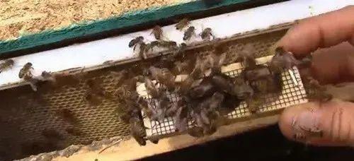 野蜜蜂怎么抓蜂王？(教你怎樣抓蜂王及正確拿法)