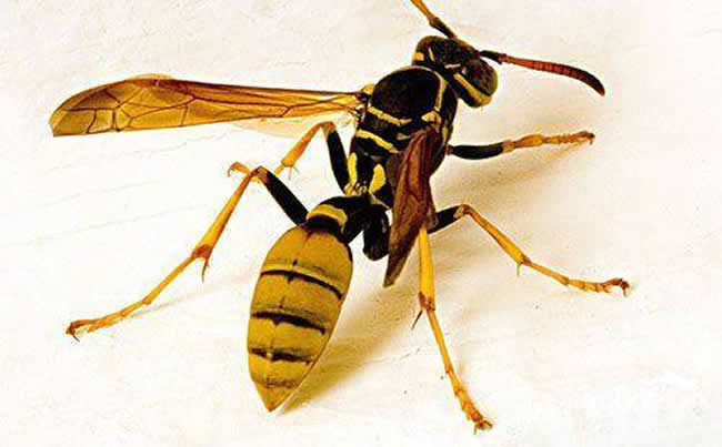 【蜜蜂知識(shí)】馬蜂和蜜蜂的區(qū)別