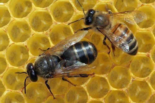 殺死蜂王蜜蜂會怎么樣？(其他蜜蜂怎么辦？會報仇嗎？)