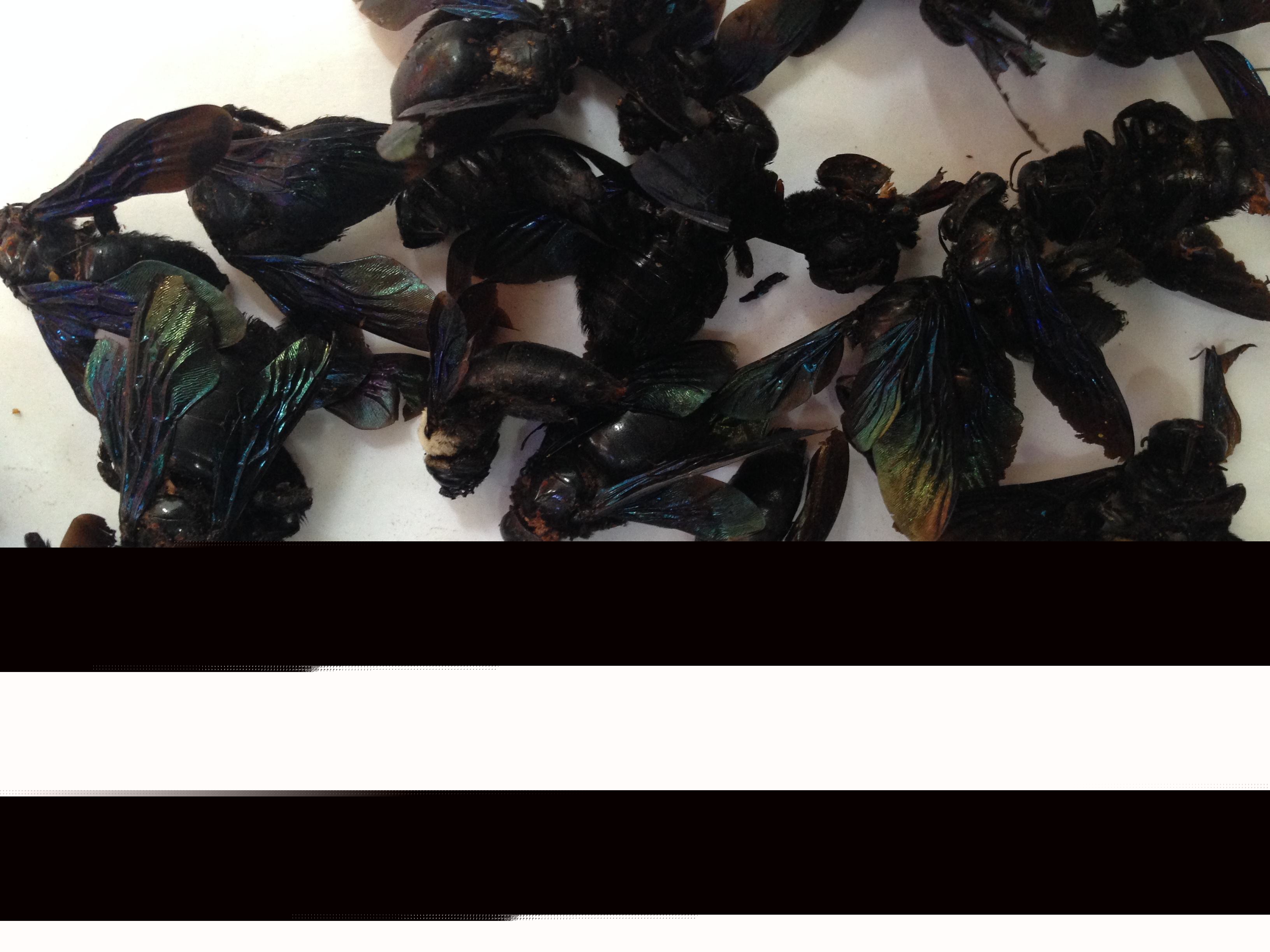 黑竹蜂一只多少錢（竹蜂價格多少錢一只）