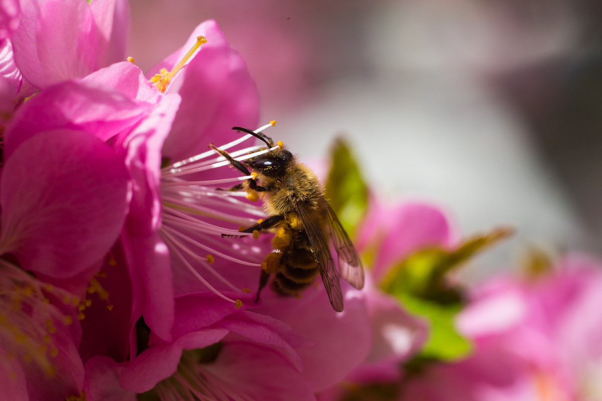 家庭養(yǎng)蜂技術及注意事項（家庭養(yǎng)蜂需要什么條件和注意什么問題）