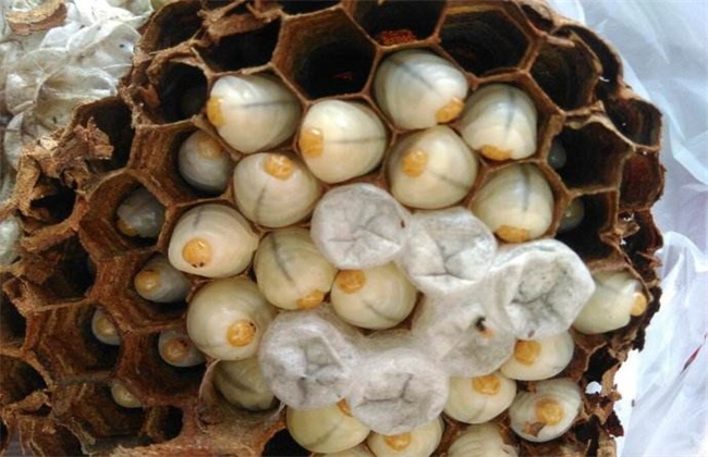 胡蜂養(yǎng)殖市場(chǎng)分析（學(xué)點(diǎn)皮毛輕松掌握胡蜂養(yǎng)殖技術(shù)）