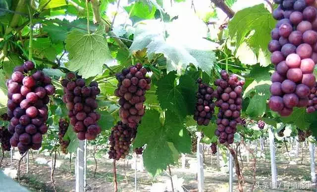 葡萄英語(yǔ)怎么讀（葡萄英語(yǔ)的讀法和寫法）