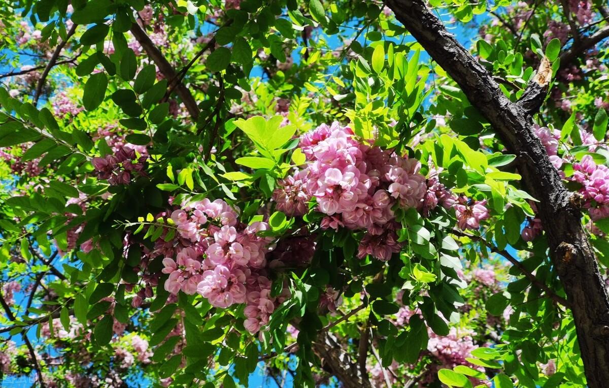 槐樹(shù)花有毒嗎（槐樹(shù)花介紹和不同食材吃法）
