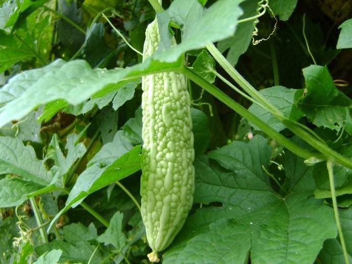 苦瓜的英文怎么讀寫(xiě)（苦瓜英文的讀寫(xiě)和介紹）