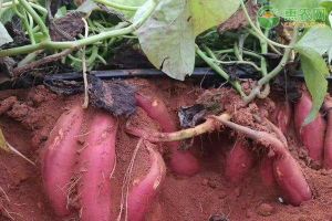 地瓜產地在什么地方（我國紅薯產地分布）