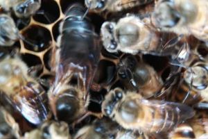 養(yǎng)蜂技術講解講述(養(yǎng)蜂技術指導）